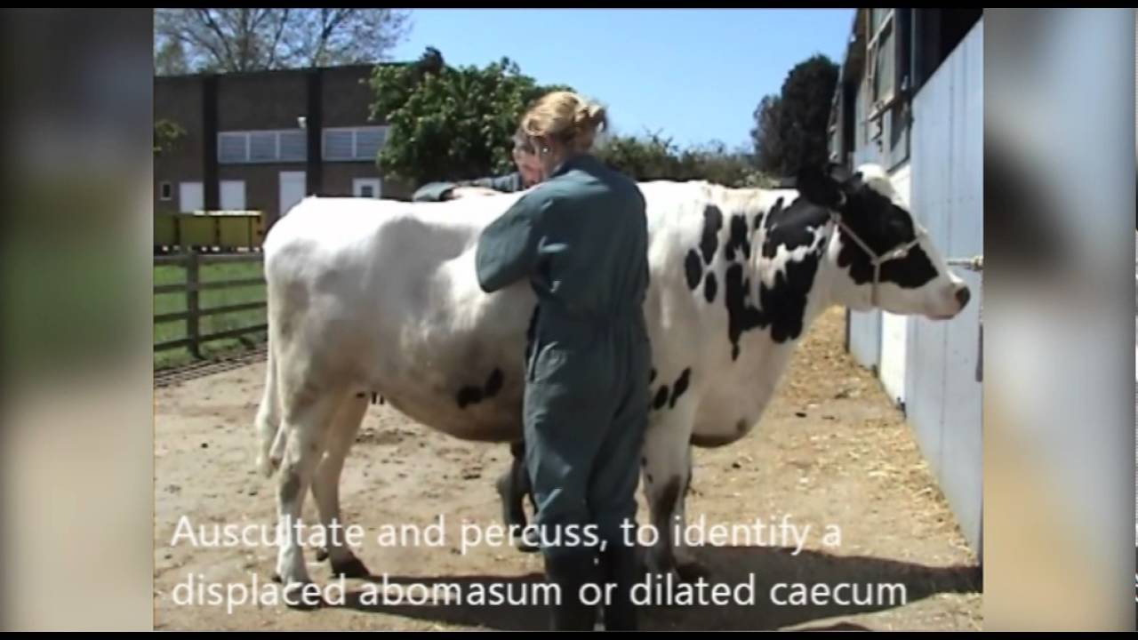 General clinical exam cattle
