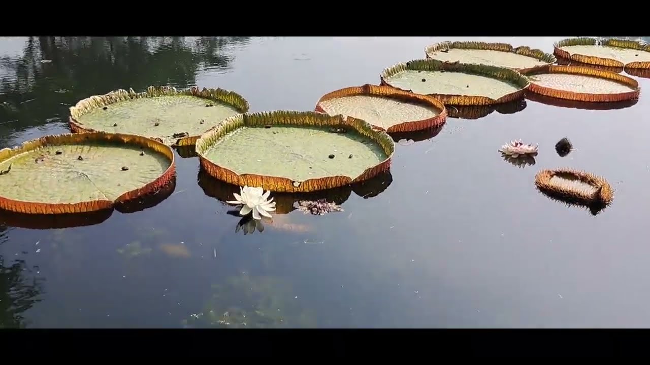Shibpur Botanical Garden Tour Video guide।Shibpur Howrah