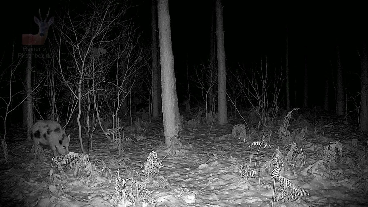 Der Exot im Wald