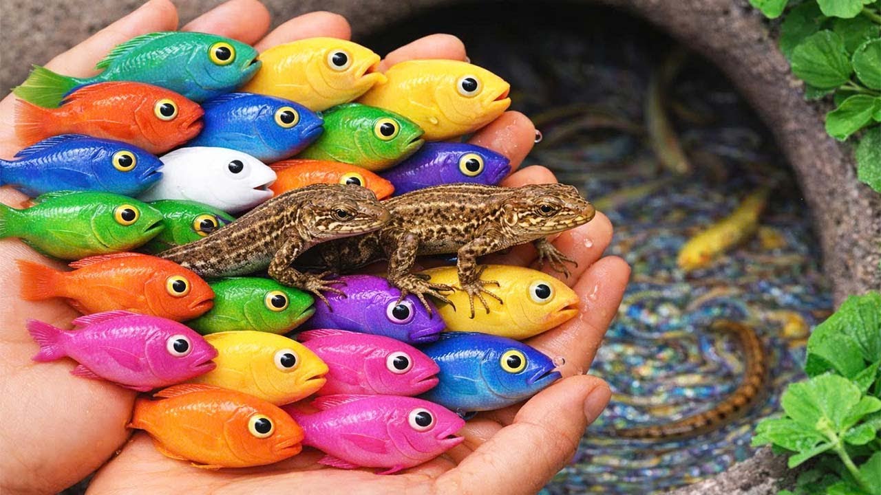 Catching exotic freshwater fish in a small pond & giant lizards, pencilfish, betta fish