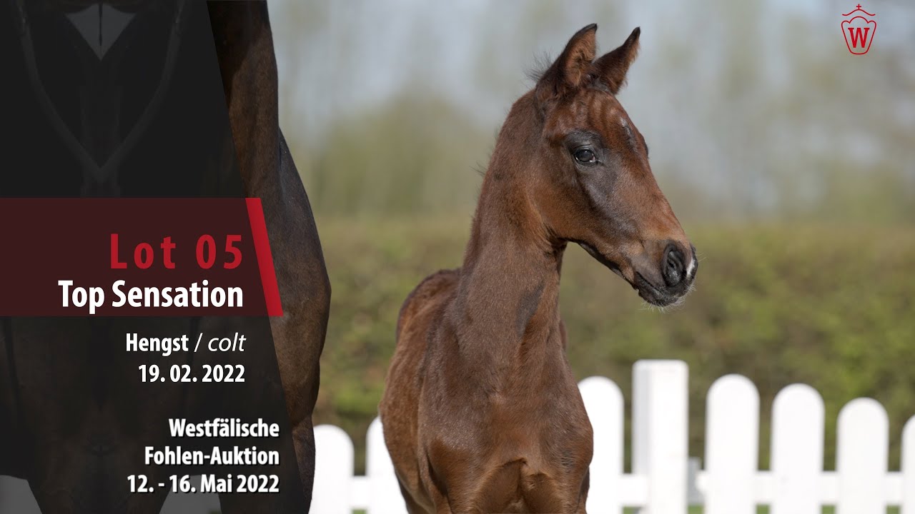 Fohlen-Auktion Lot 5 Top Sensation Hengst v. Selectric - Zoom
