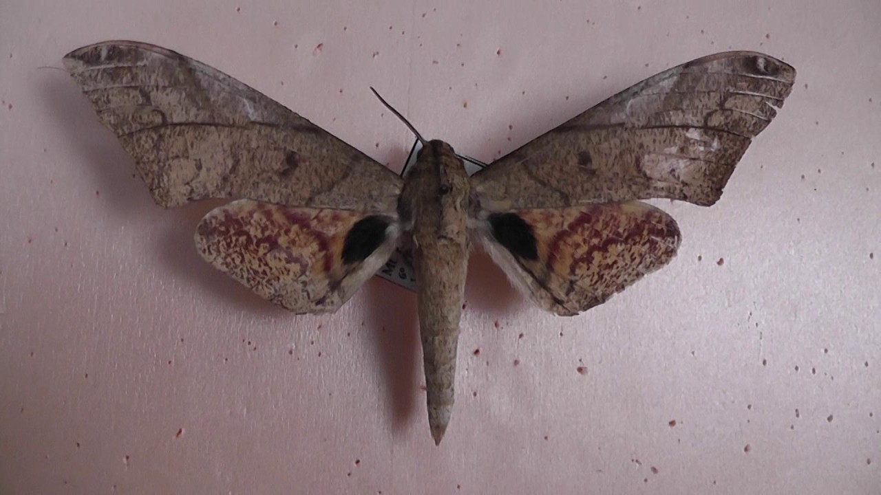 БРАЖНИКИ: 678. Platysphinx phyllis