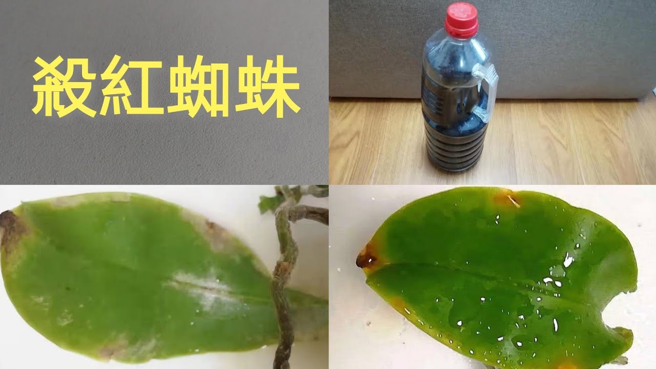 蘭花紅蜘蛛 無毒無害純天然殺蟲劑17/6/2021