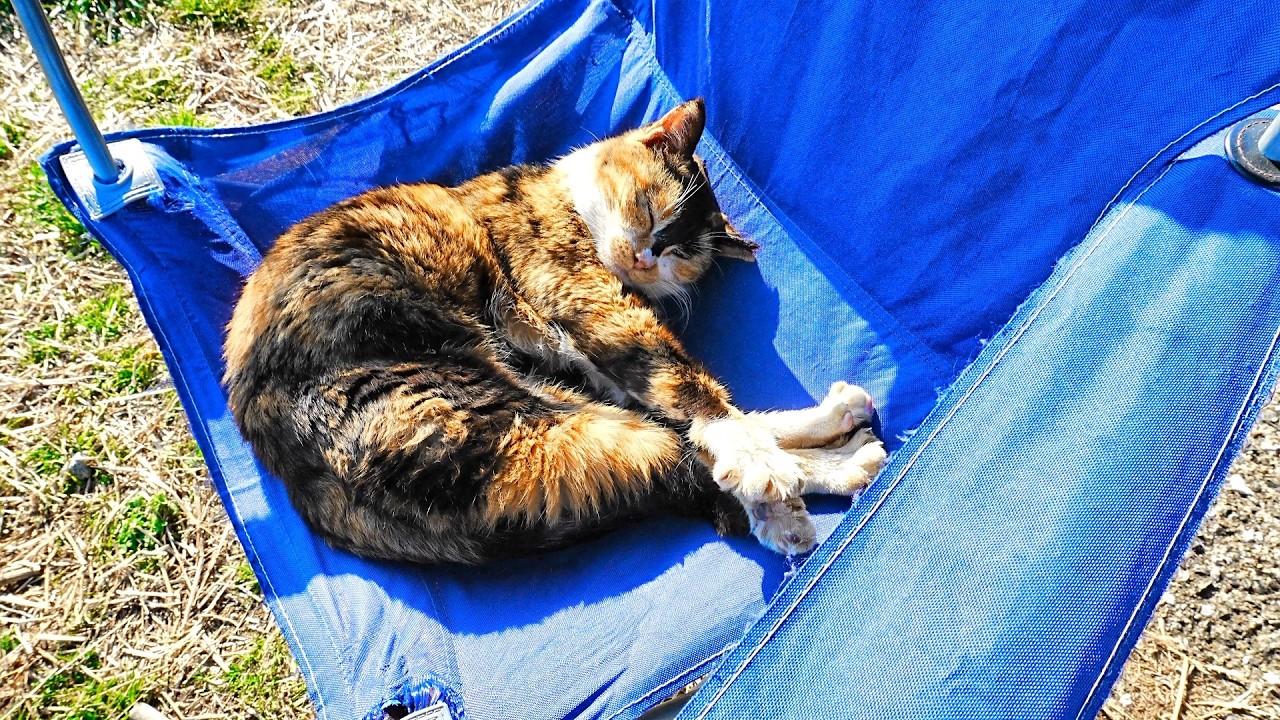 立派な座布団かと思ったら「猫だった」