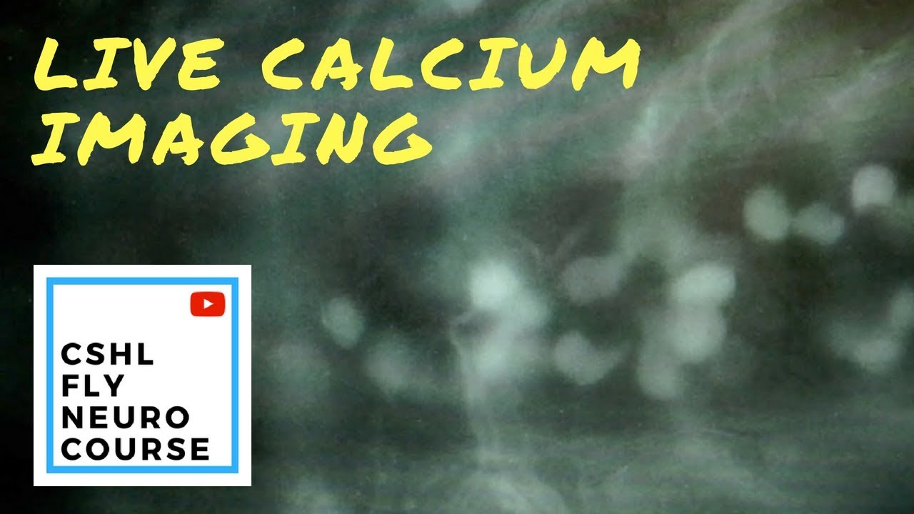 DAY 10 (CALCIUM IMAGING) | Drosophila Neurobiology at Cold Spring Harbor  Lab