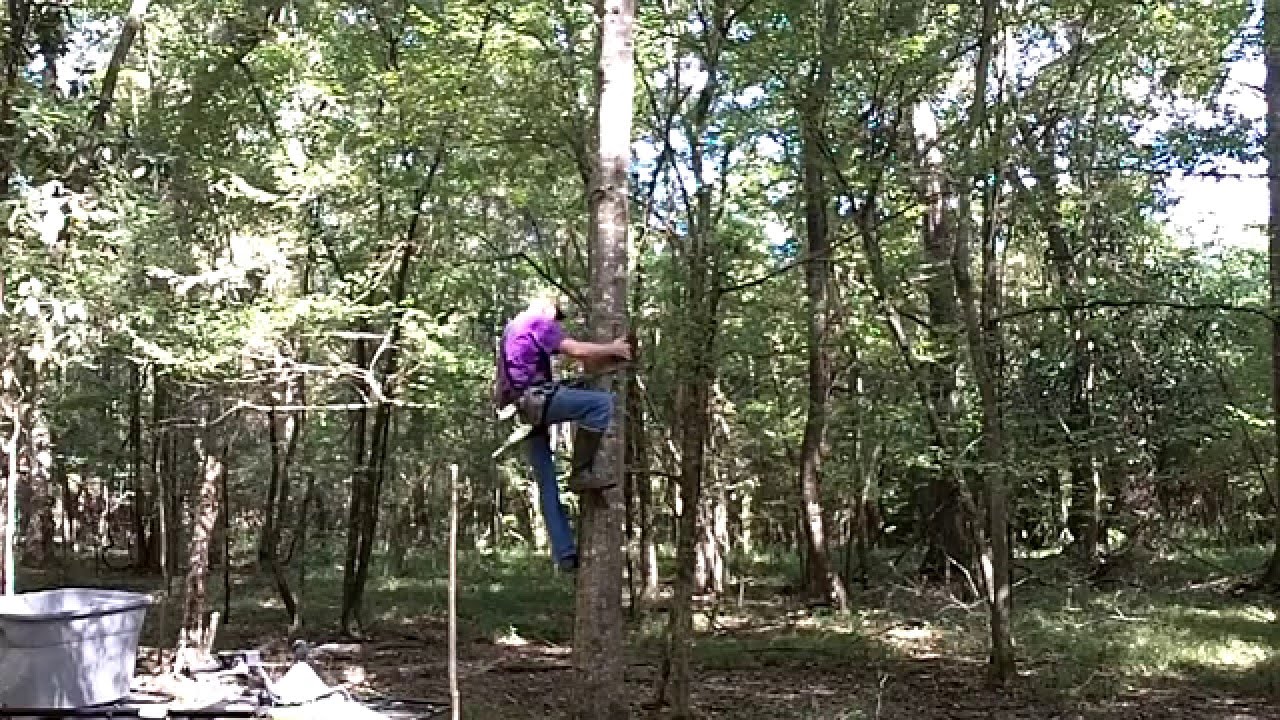 Pre season Tree Drilling