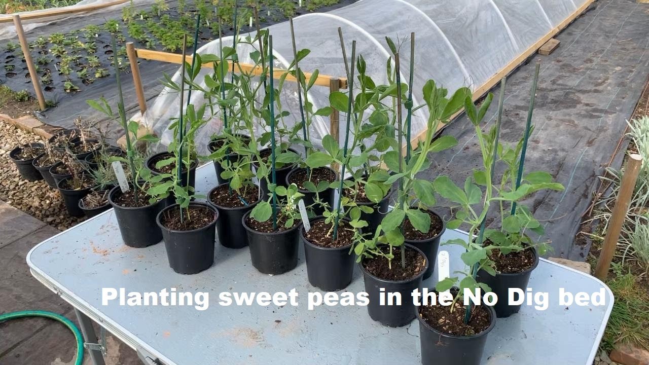 Sweet peas in no dig bed