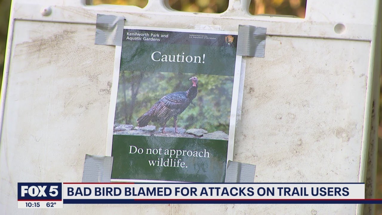 Wild turkey blamed for attacks on Washington, D.C. hikers | FOX 5 DC