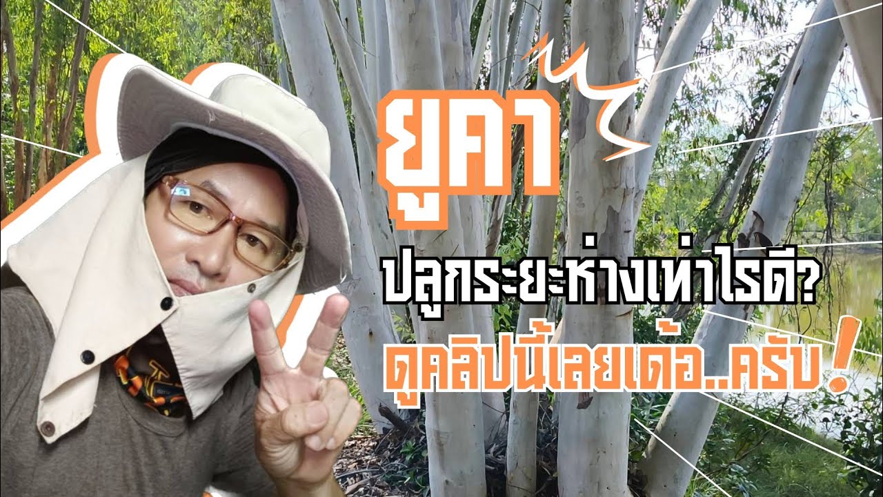 EP43 ปลูกต้นยูคาลิปตัส ระยะห่างเท่าไรดี? ถึงให้ผลผลิตสูงสุด..ดูคลิปนี้เลยเด้อ....ครับ