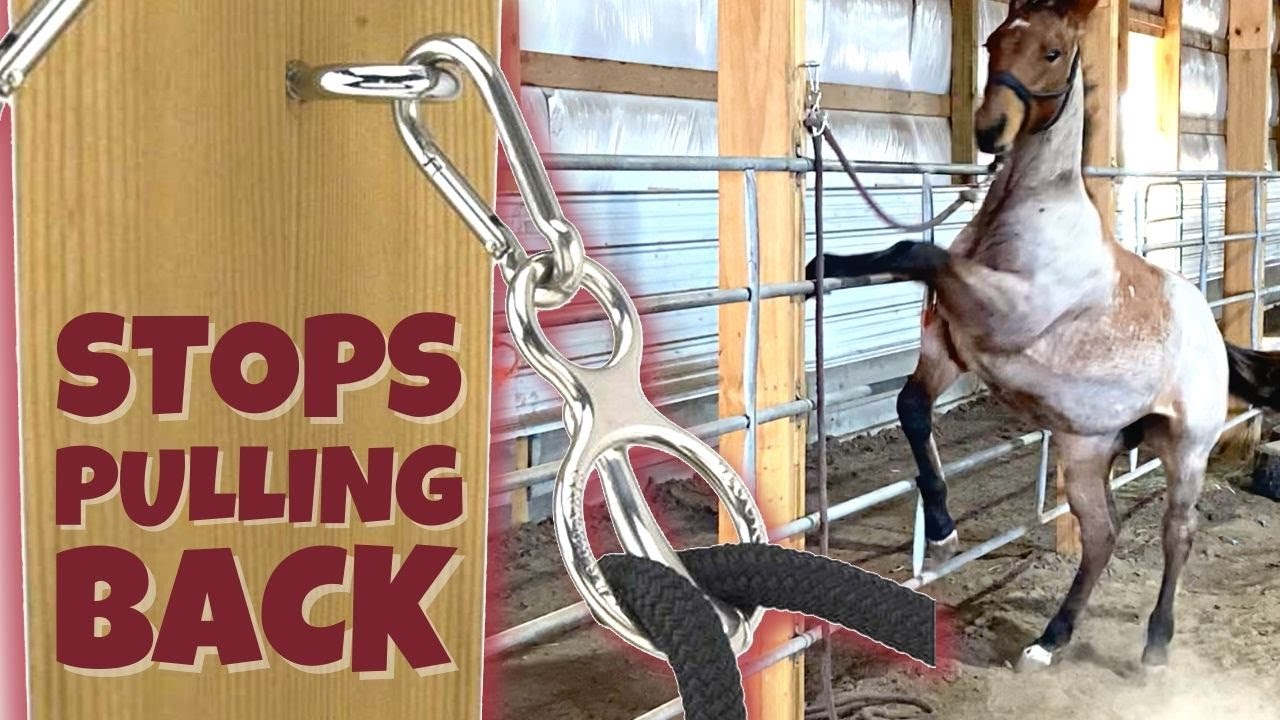 Halter Breaking Colts - BLOCKER / AUSSIE TIE RING