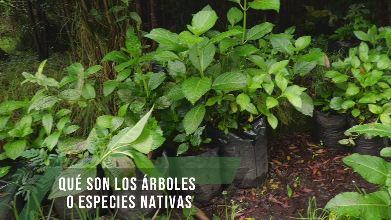 Qué son los árboles o especies nativas - TvAgro por Juan Gonzalo Angel Restrepo