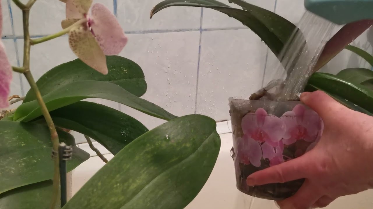 Душ для орхидей. Как я имитирую тропические ливни. Помывочный день.