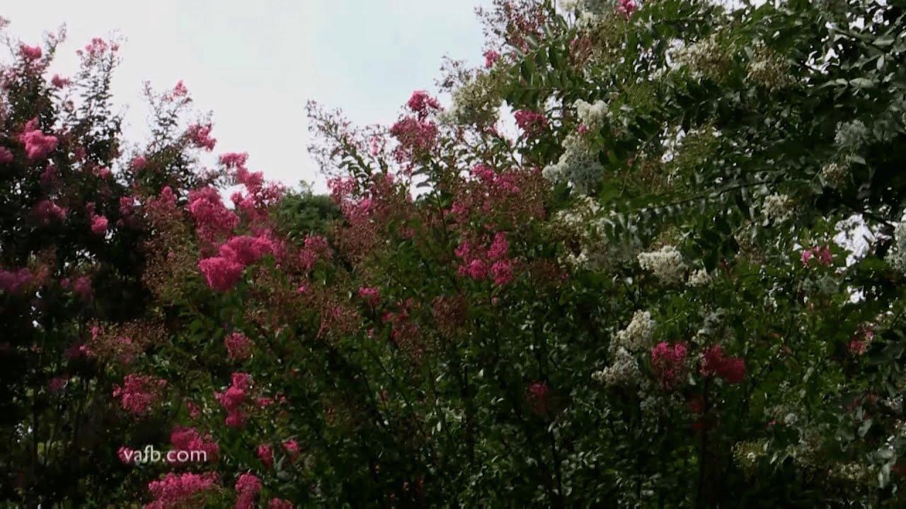 In The Garden Crape Myrtles