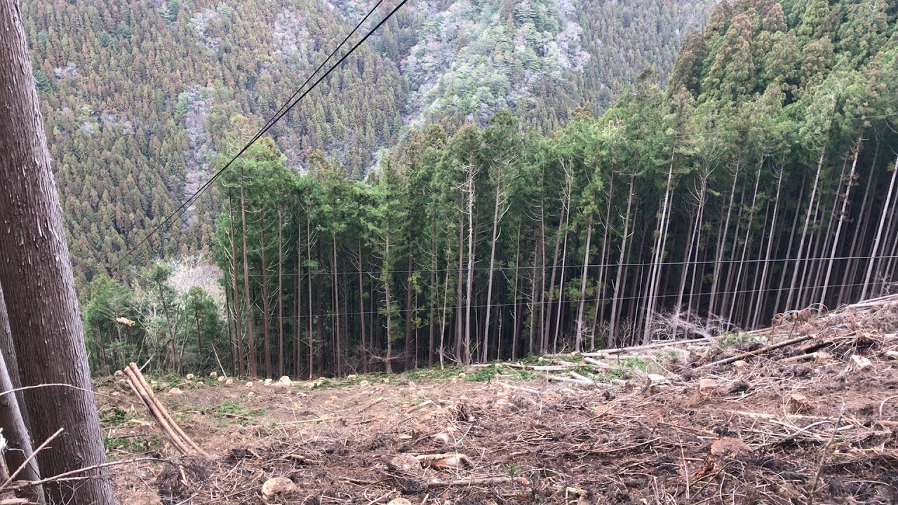 【林業】架線集材　地切り