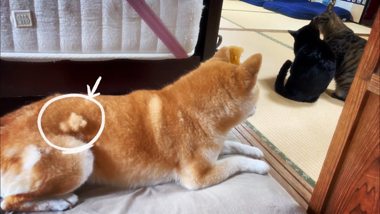 ももさん夏服へお着替え中　Furvest time