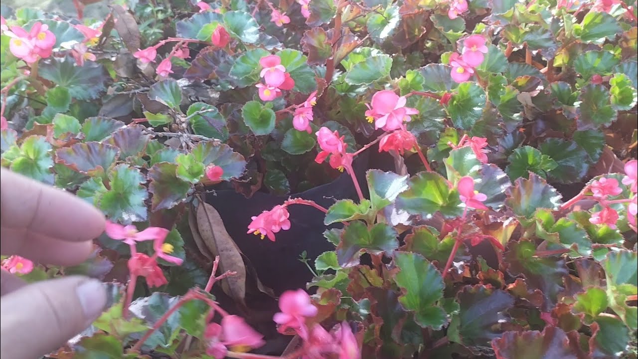 nhà vườn bến tre: hoa thu Hải đường #hoakiengbentre #flowers #garden #vantho #bentre #lamvuon