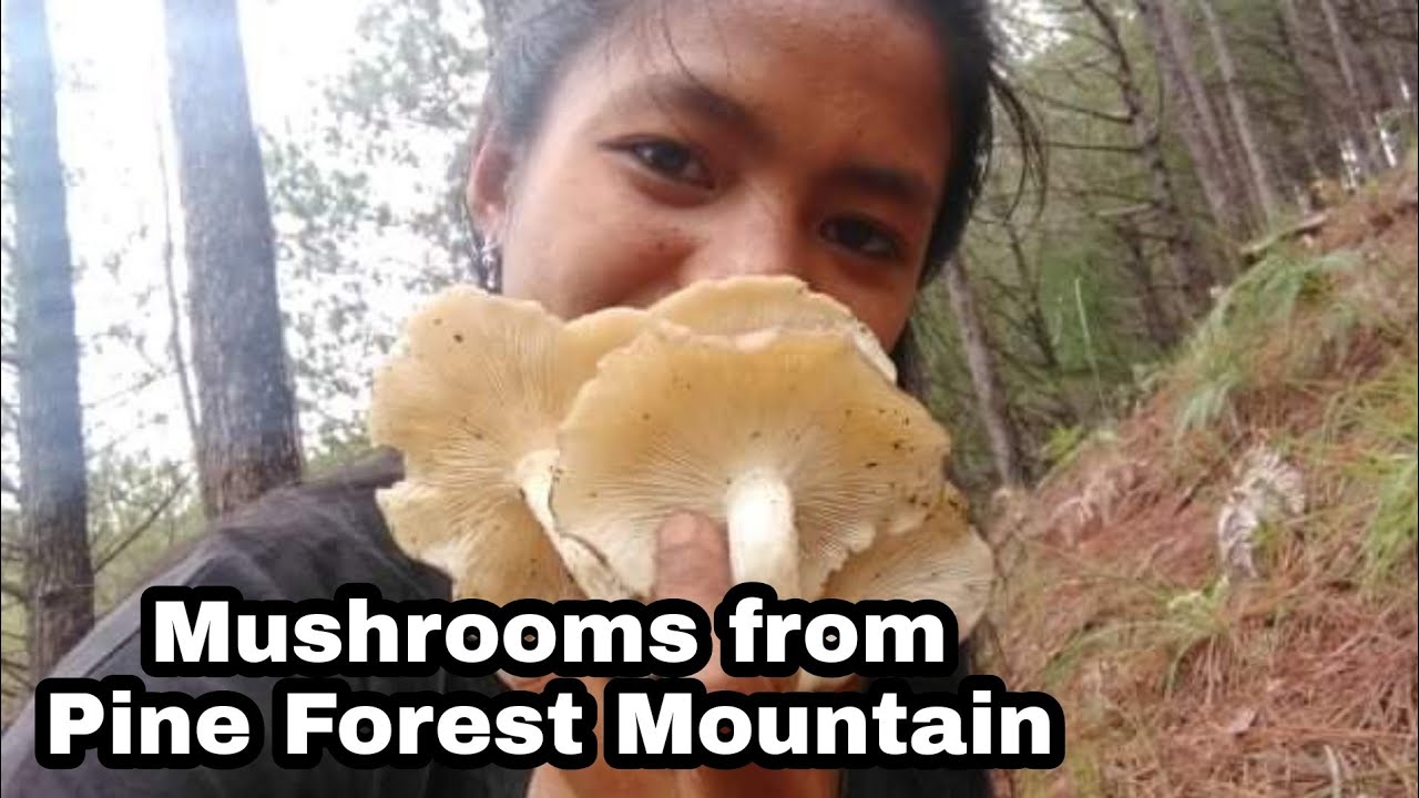 Wild Mushrooms Picking | Benguet Mushrooms