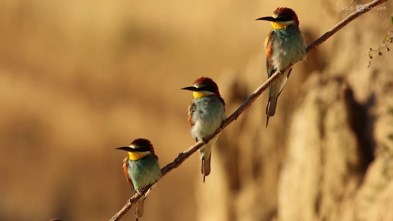 THE HIDDEN WILDLIFE