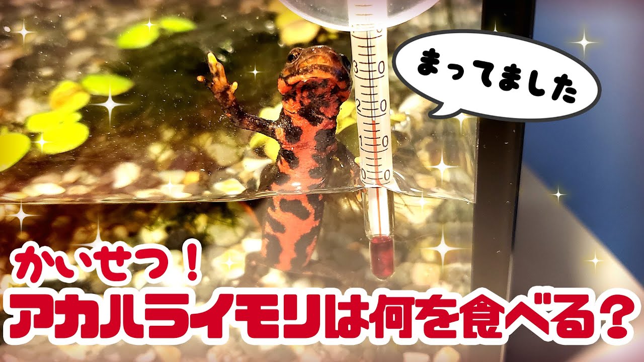アカハライモリはどんな餌を食べるのか？まるっと解説紹介！【飼育方法解説動画】 #ゆっくりアカハライモリ日記 10
