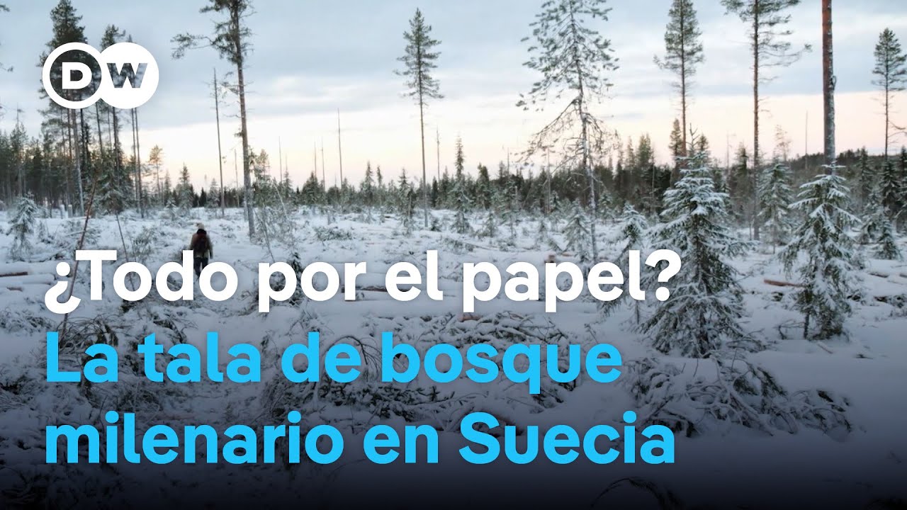 La industria del papel amenaza los bosques milenarios de Suecia