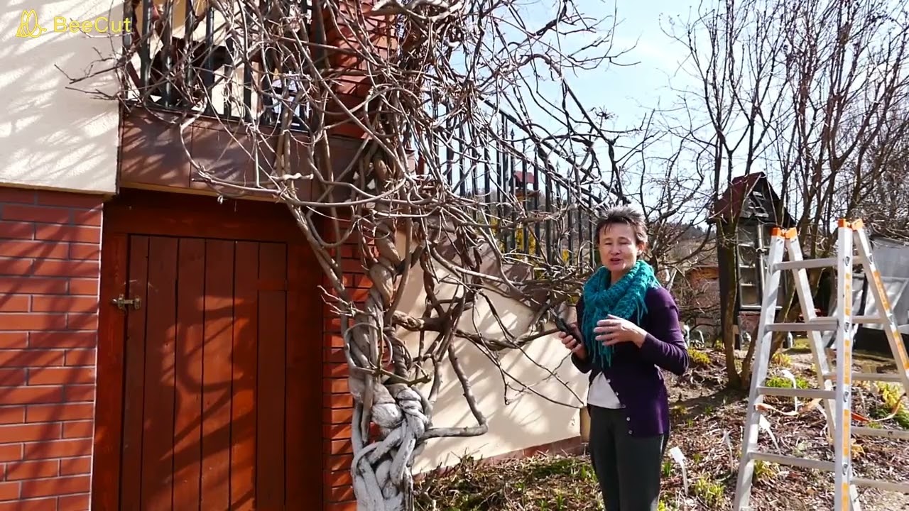 Wiosna i konieczne cięcie wisterii, jeśli chcemy, aby ta dama zachwyciła nas cudownymi kwiatami.