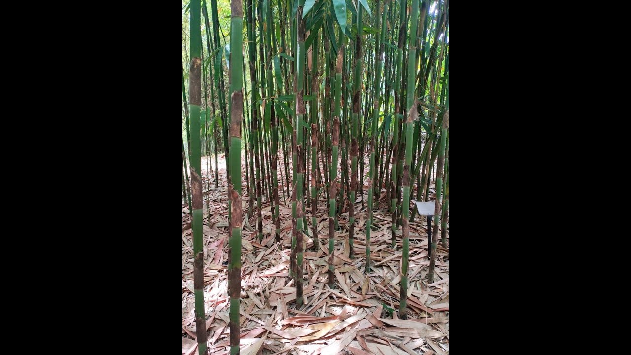 মুলি বাঁশ। মুলি বাঁশের বীজ। Muli Bamboo Plants।