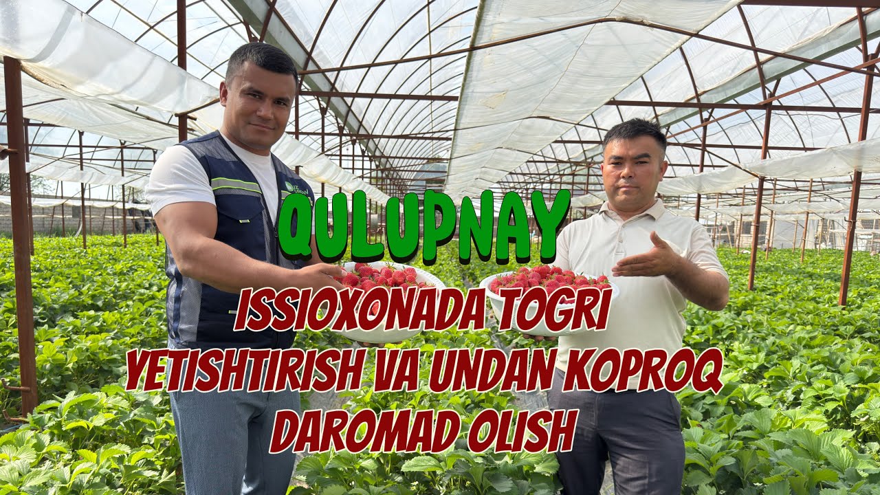 Qulupnayni issiqxonada to&rsquo;g&rsquo;ri yetishtirish va undan ko&rsquo;proq daromad olish sirlari🍓