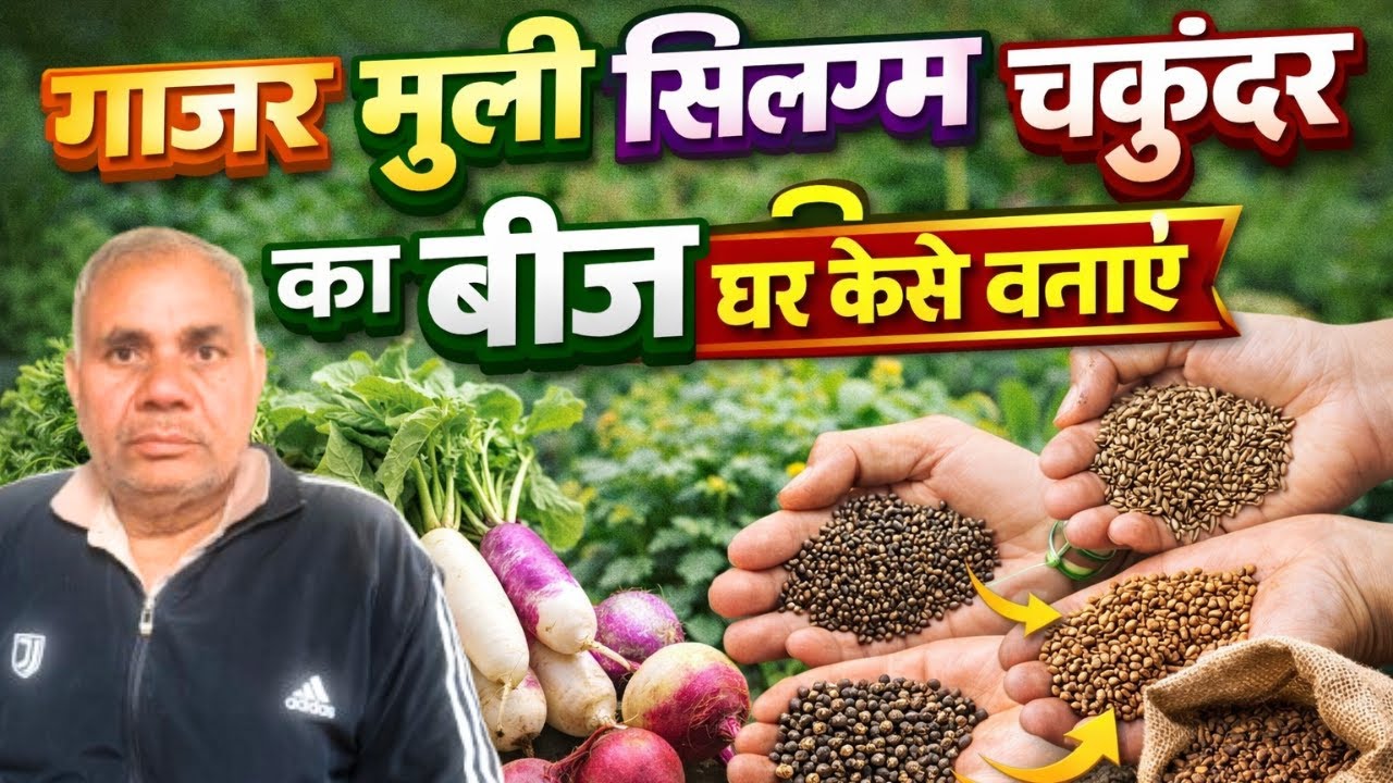 जाने गाजर ,मुली ,सिलगमऔर चुकंदर का बिज घर पर कैसे बनाए @desiharyanvicultures