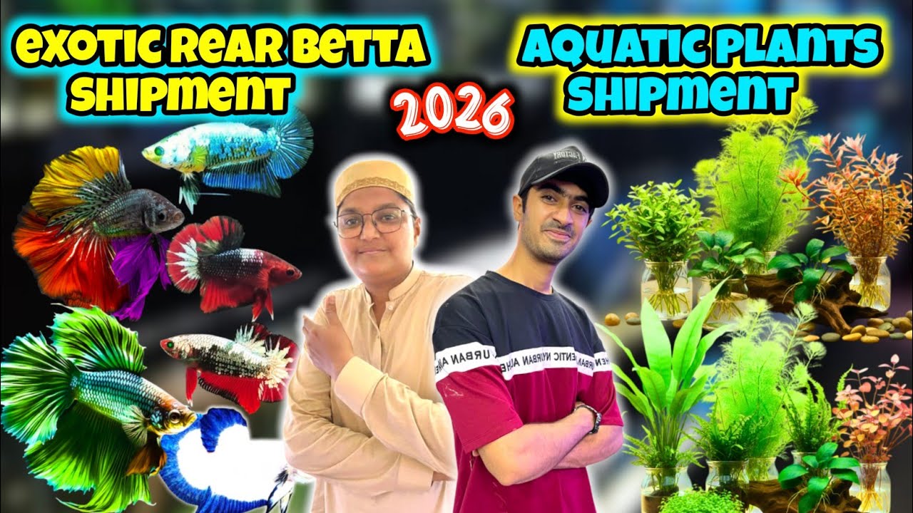 2026 exotic betta fish & aquatic plants full shipment tour | fishlet lalukhet Karachi | kami razzaq 