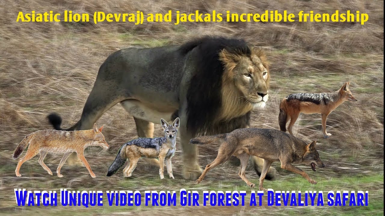 Watch Unique video | Asiatic lion Devraj and jackals incredible friendship in Gir forest at Devaliya