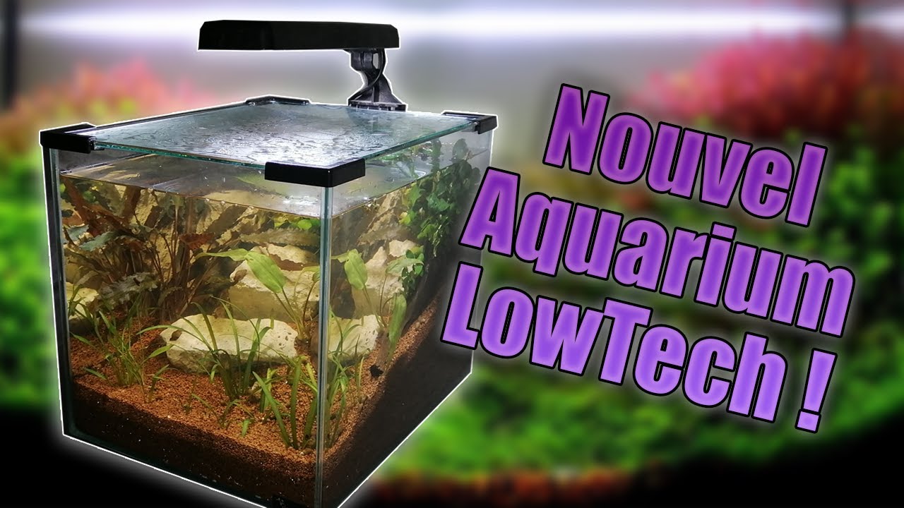 Faire un Aquarium Lowtech 20L