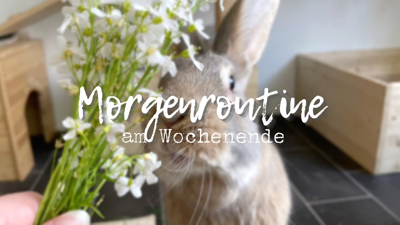 Morgenroutine am Wochenende | Stupsnasenbande