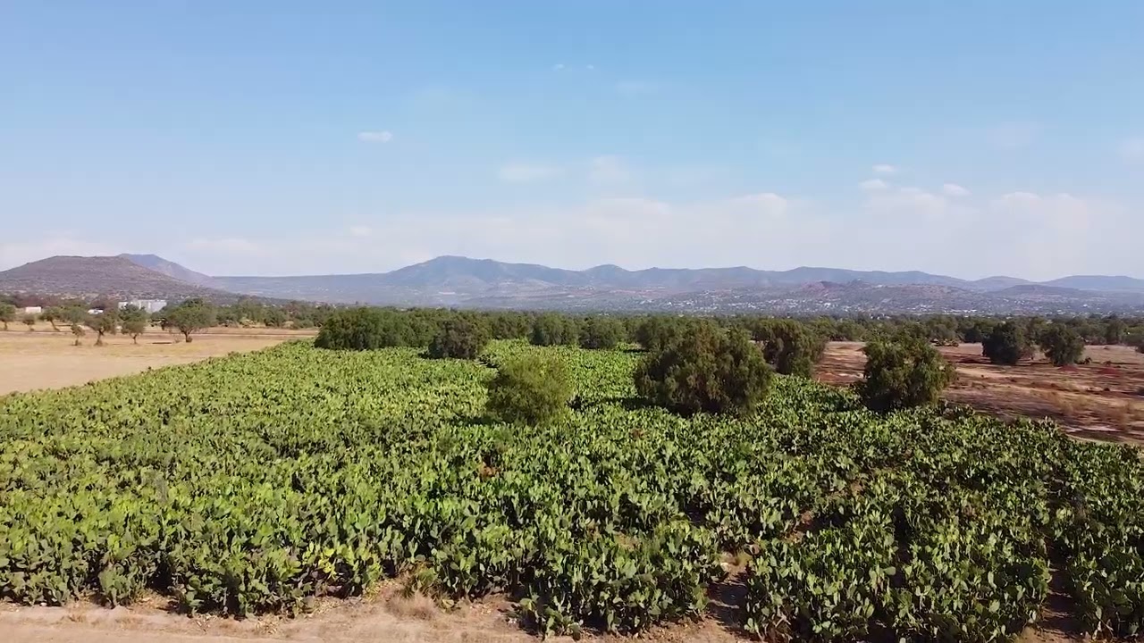 La nopalera
