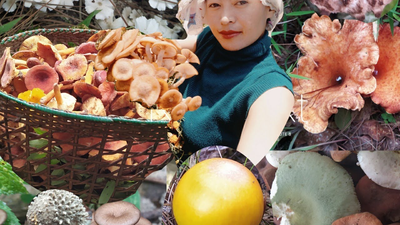 foraging wild mushrooms in Nagaland