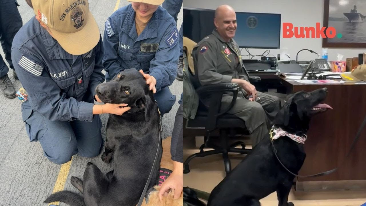 Raider, un perro adoptado por marineros de un buque en Estados Unidos🇺🇸🐾🥰