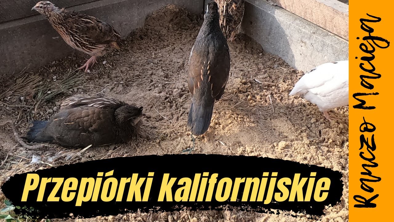 Przepi&oacute;r kalifornijski w wolierze. Californian quail in the aviary. 鸟舍里的加州鹌鹑 #126