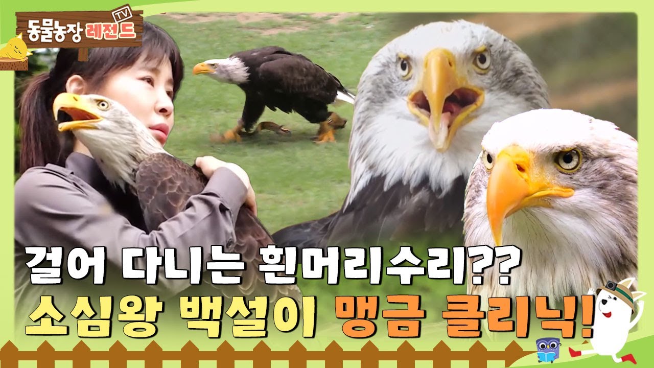 [TV 동물농장 레전드/SUB] 🦅 걸어 다니는 흰머리수리?? 소심쟁이 백설이의 맹금 클리닉!#TV동물농장 #AnimalFarm #SBSstory