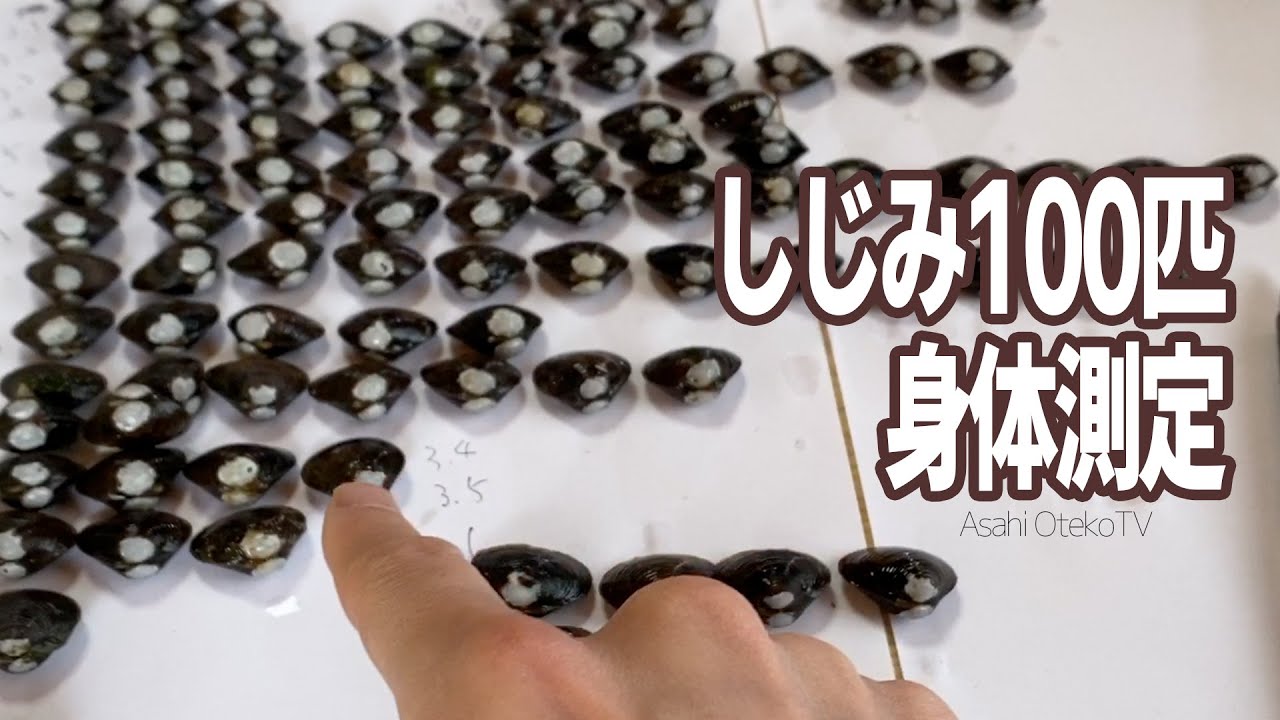 しじみ 100匹の体重 身長を測って 大シジミの王様を発見した