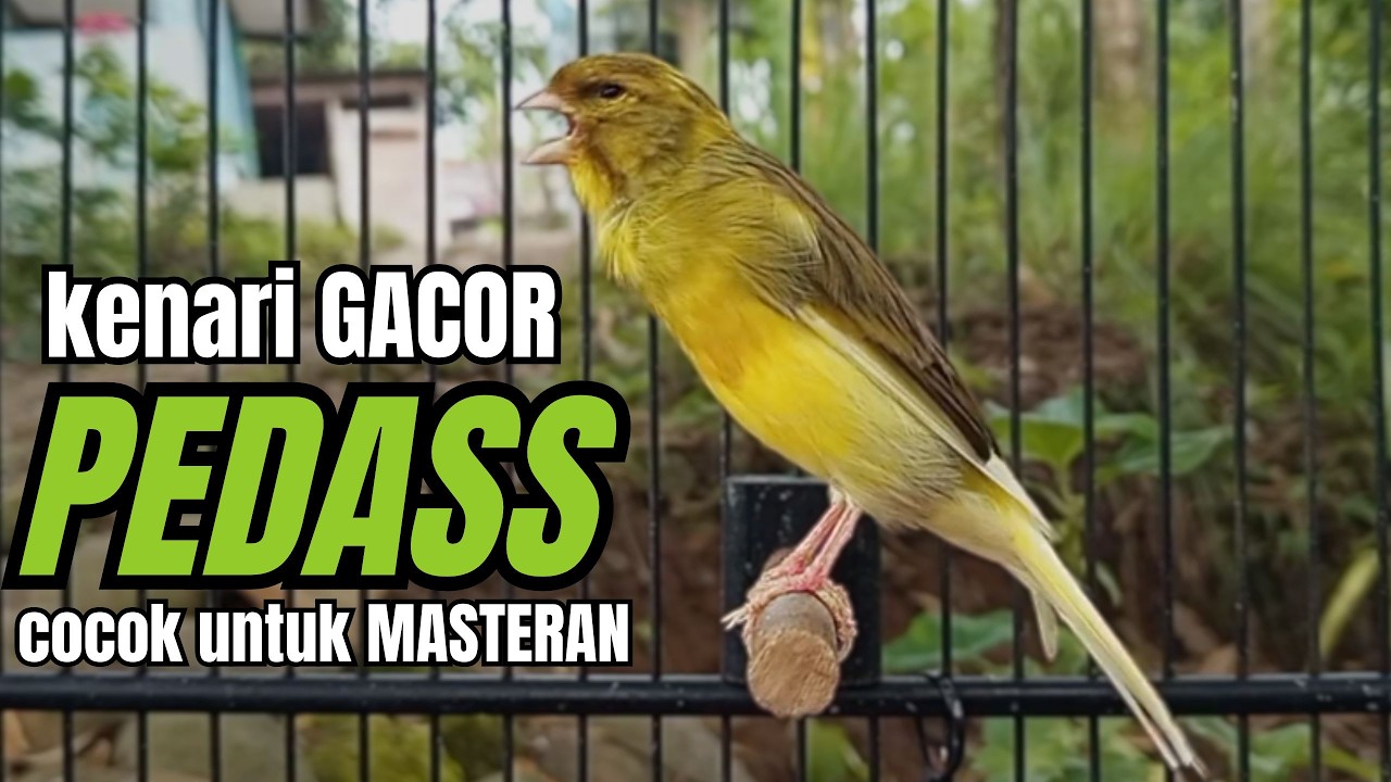 Masteran KENARI GACOR ngeroll panjang,Cuit Cuit Emosi AMPUH bikin kenari nyaut ,Masteran MURAI BATU