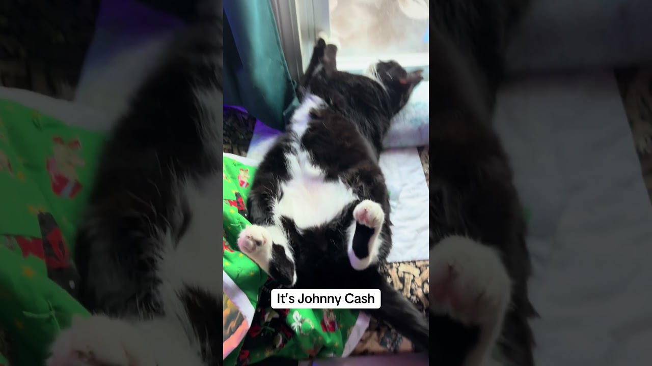 This is my rescued cat Johnny Cash 