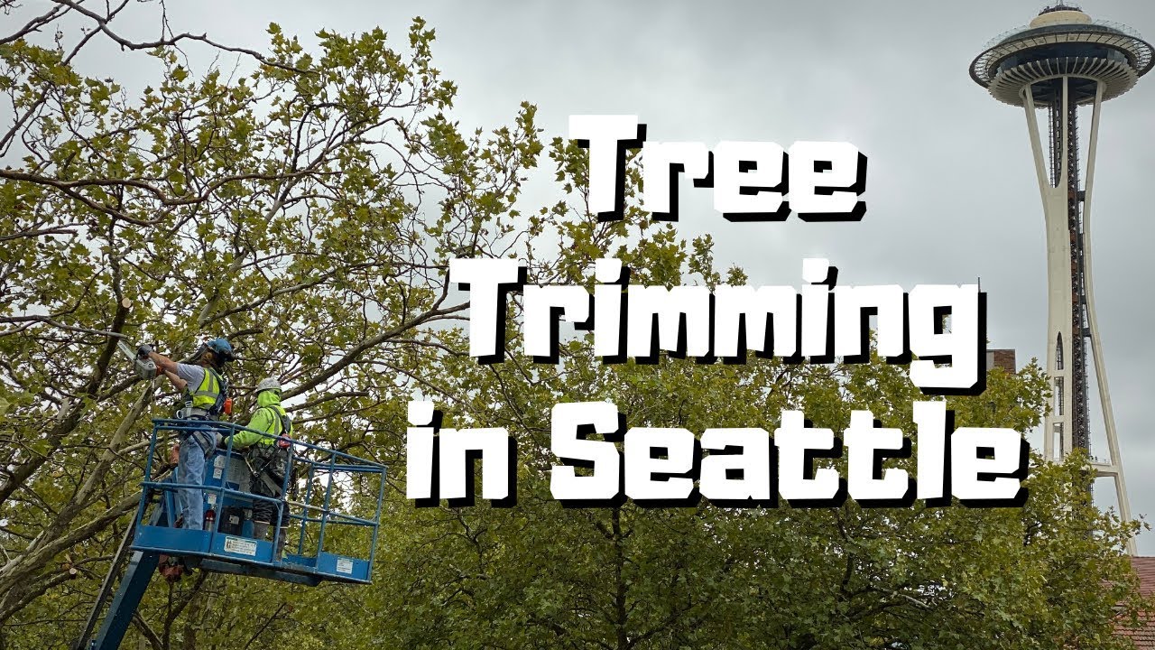 Tree Pruning and Tree Trimming in Seattle