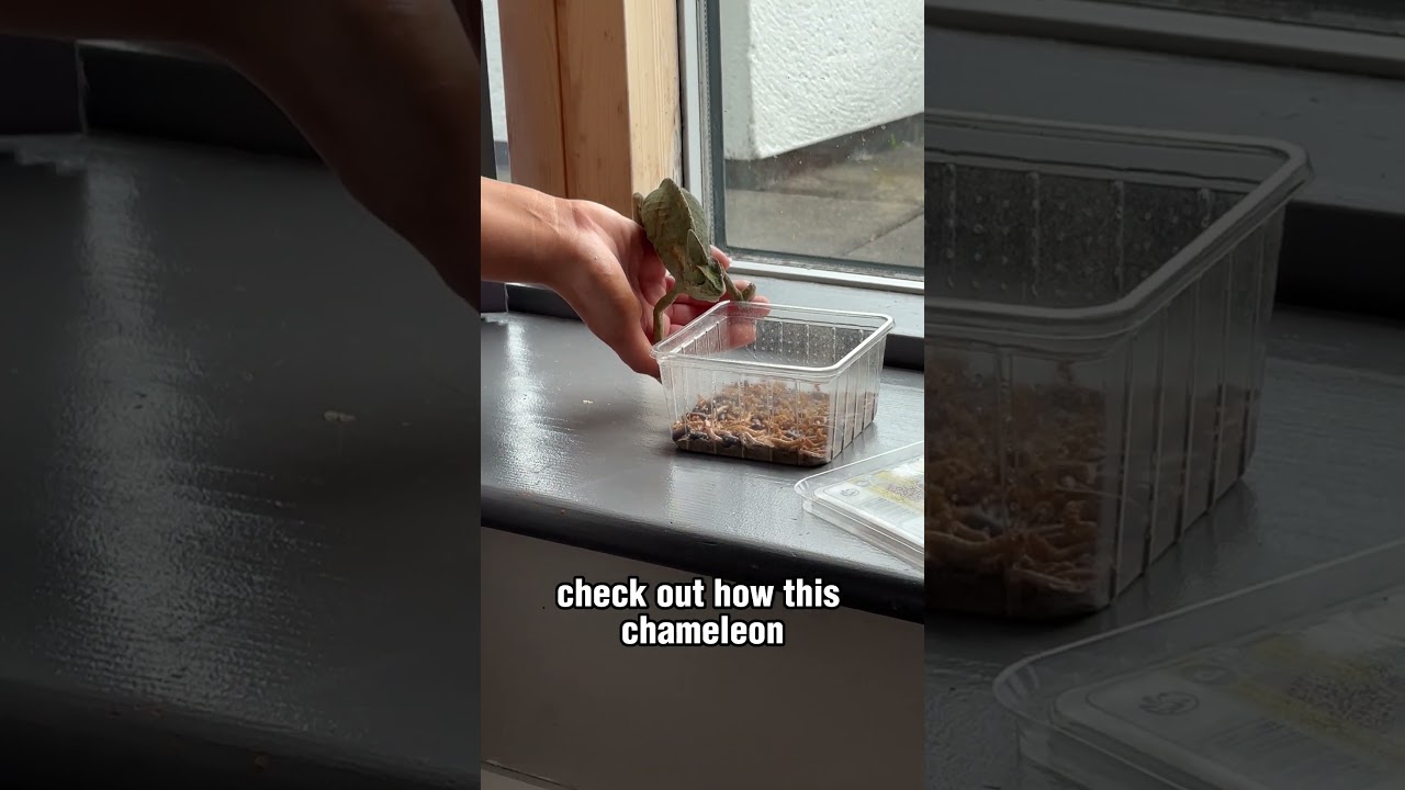Chameleon Eats Food