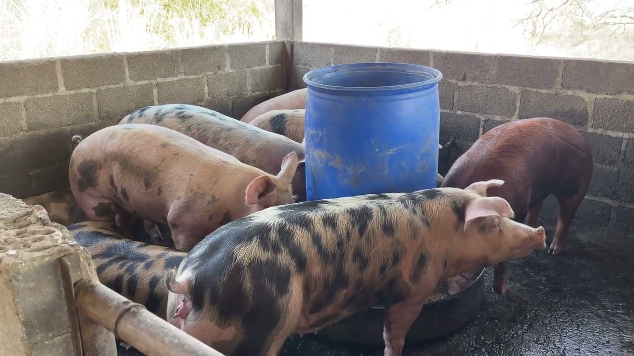 YA SE VENDIERON LOS PUERCOS 🐷 ￼