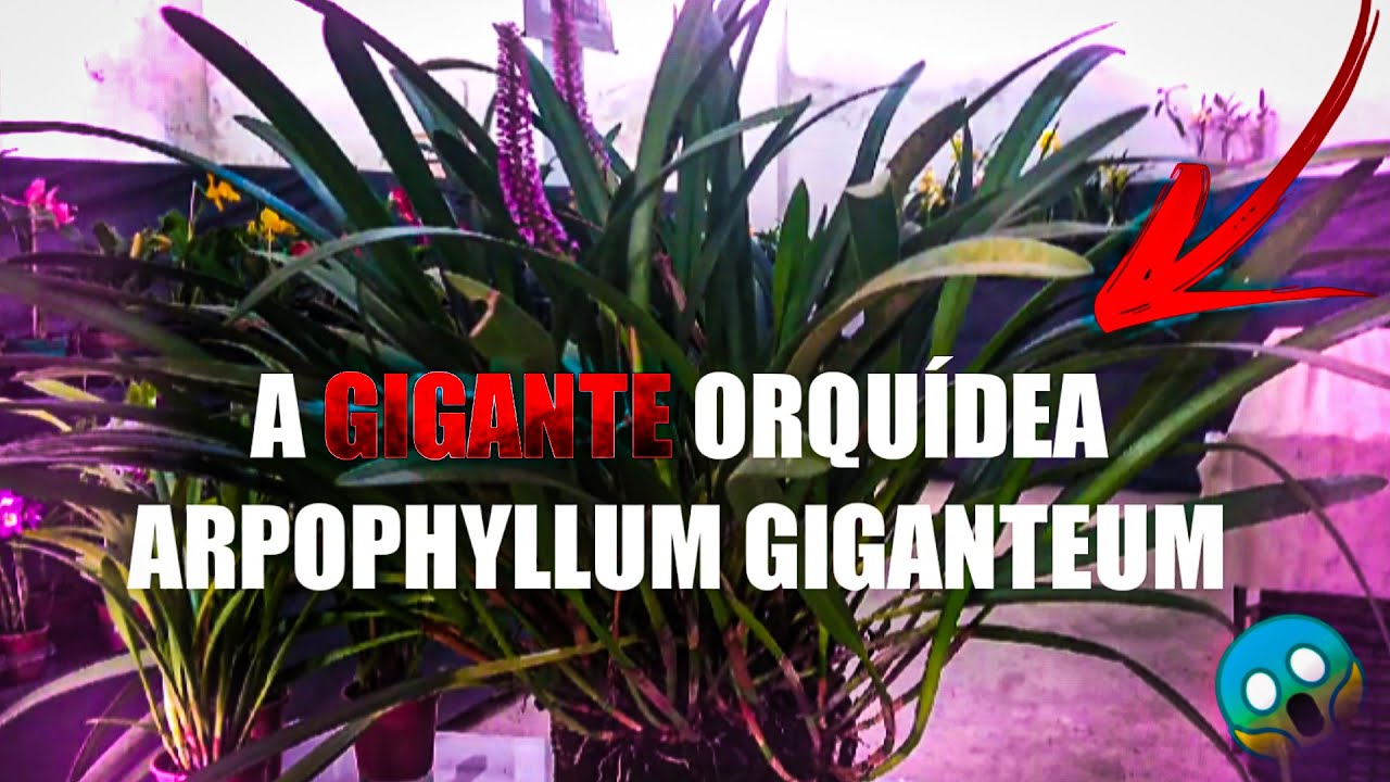 A ORQUÍDEA GIGANTE |Orquidário Lumani