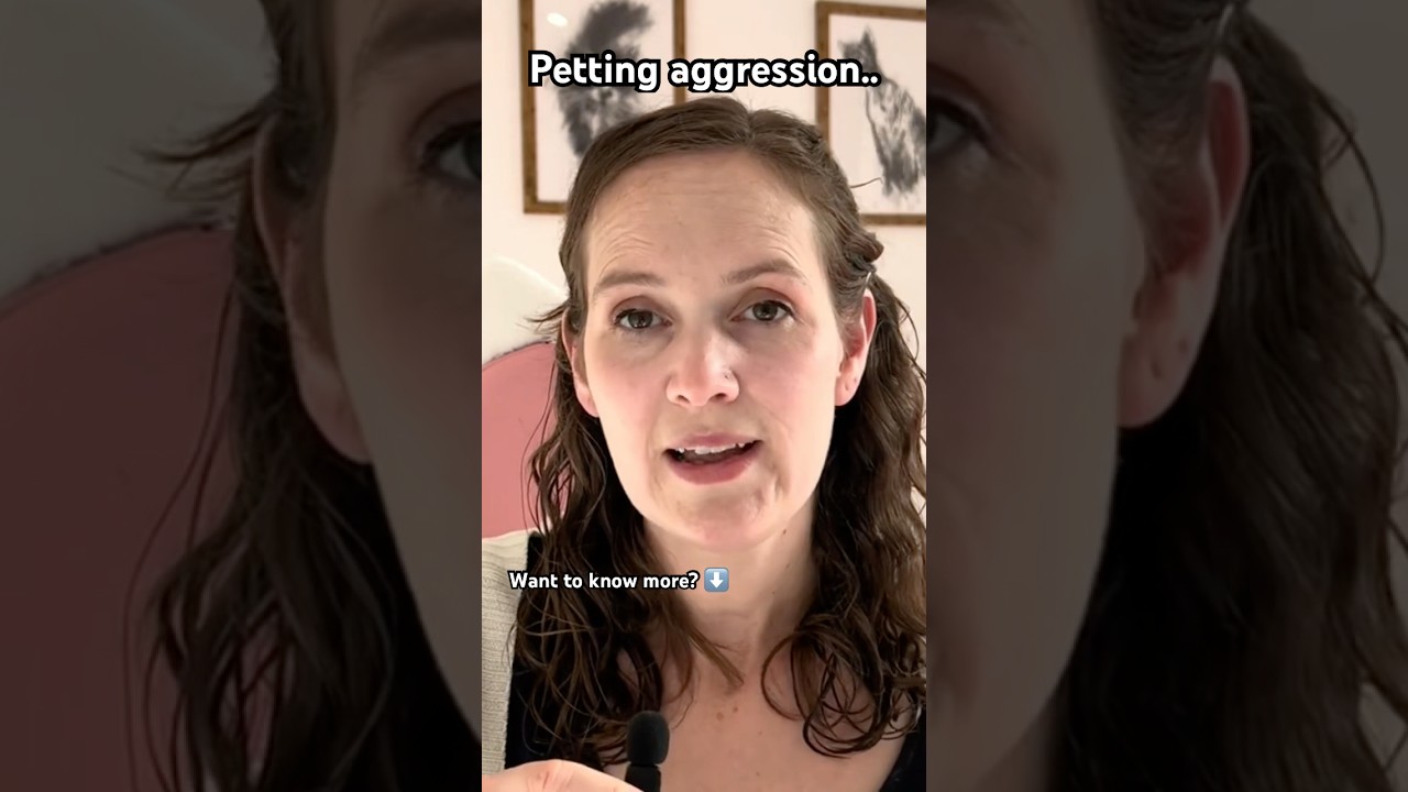 Stop feline petting aggression! #catbehaviour #cat #catattack #catbite #catshorts #catvideos #cats