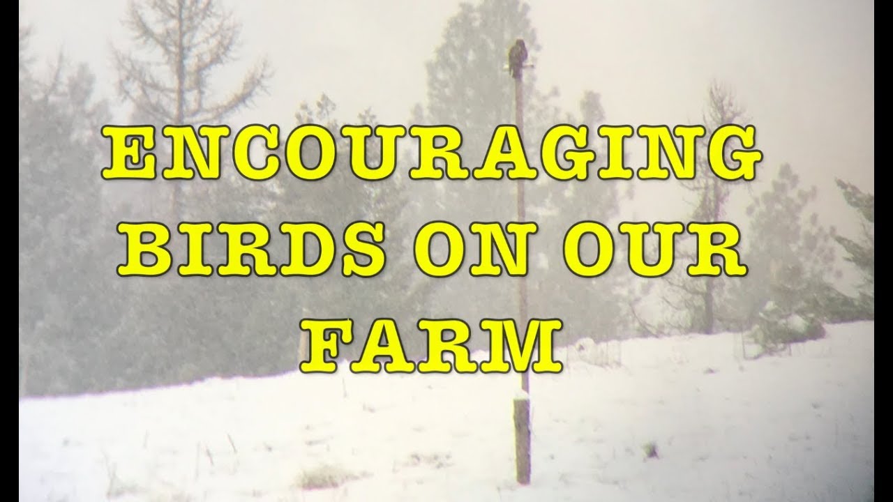 Encouraging Birds on the Farm: Bird boxes, raptor perches, habitat