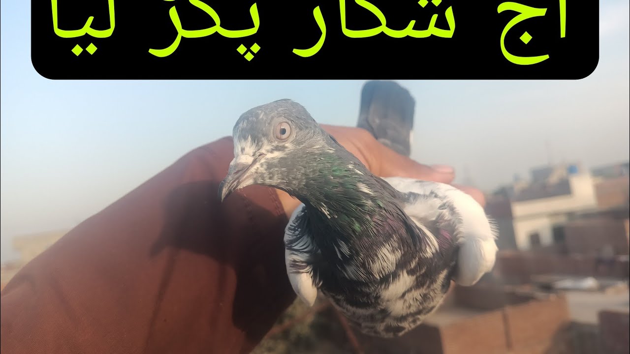 آج اپنی چھت سے شکار پکڑ لیا 😜