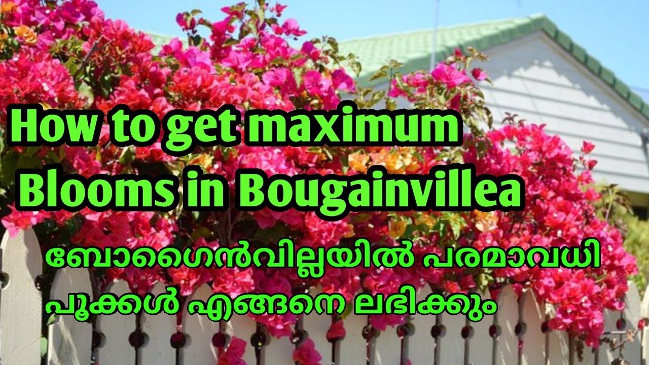 How to get maximum Blooms in Bougainvillea/Salu koshy/Malayalam/Indoor plants/garden ideas
