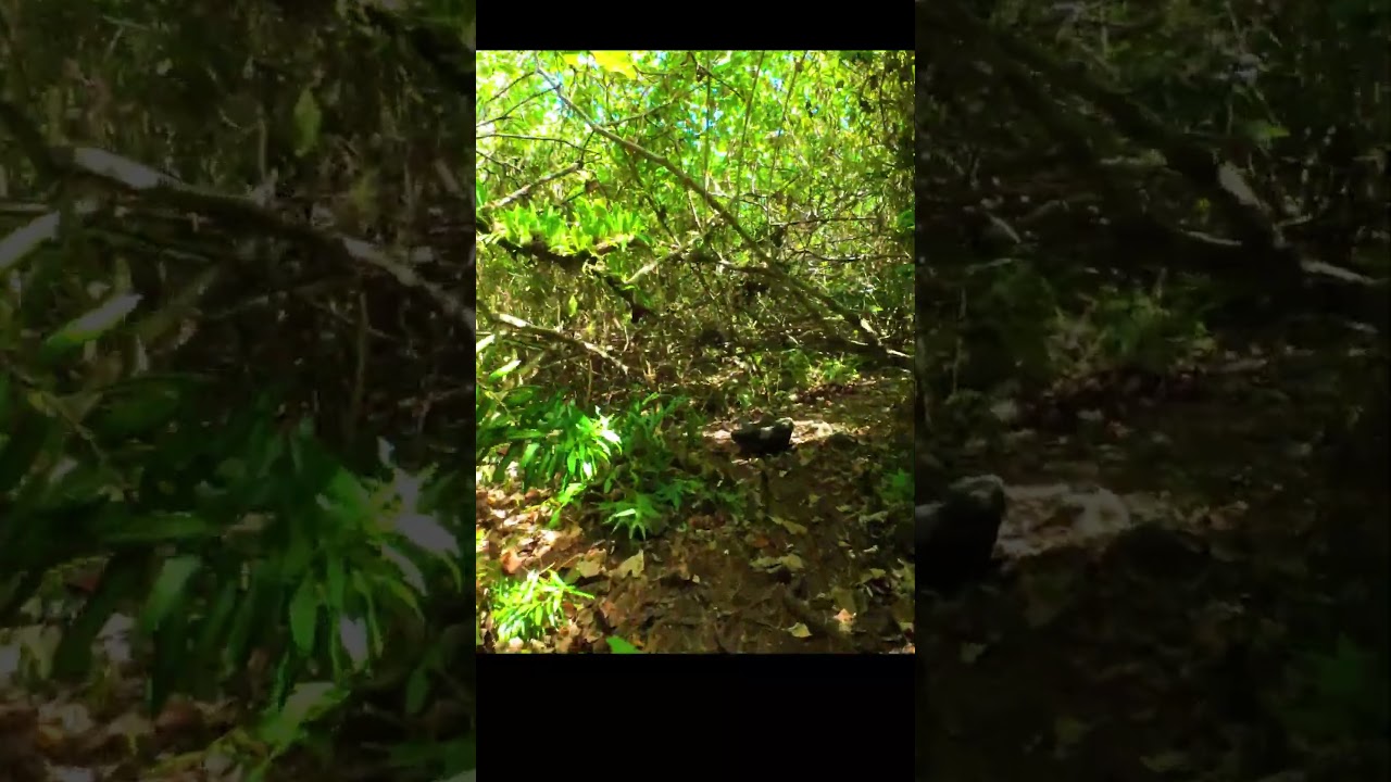 🌊 🌴FPV Drone Flight 5 🚁 at Pagat Caves 📍— where jungle trails meet dramatic ocean cliffs