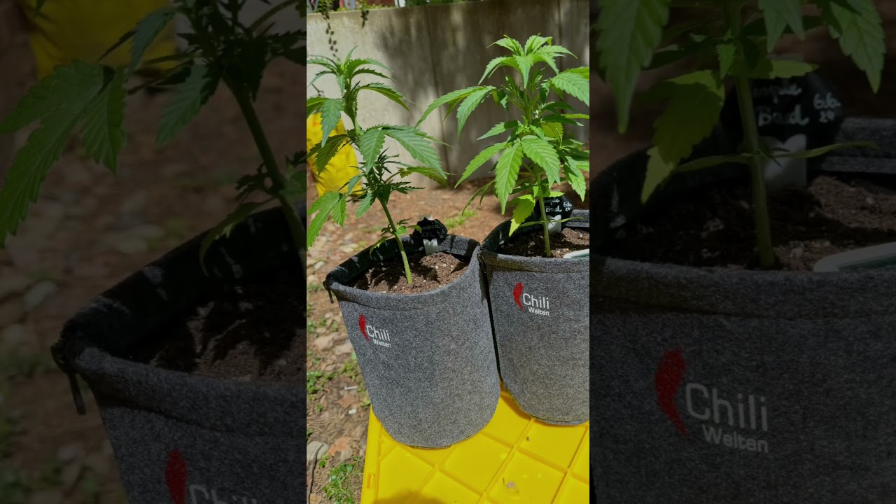 Timelapse | Wachstum von Amnesia & Purple Bud Auto | Happy Growing 🍁